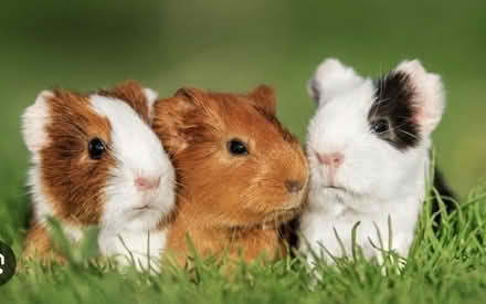 Photo of guinea pig cage (Deer Park, Fairfax) #1