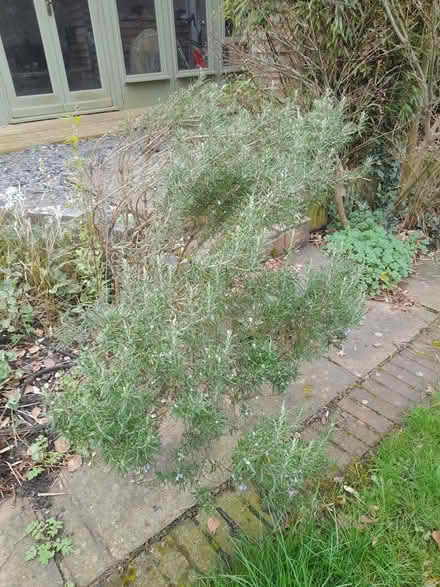 Photo of free Rosemary plant (Southfields SW18) #1