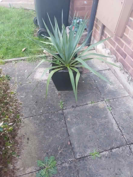 Photo of free 2 yucca plants (Monkmoor SY2) #1