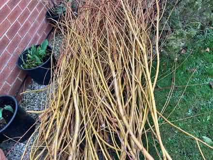 Photo of free Willow branches (PR2, Preston) #2