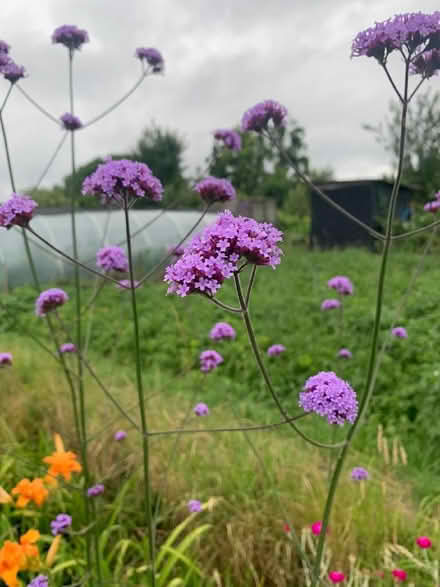 Photo of free Perennial plants (Shirley CR0) #1