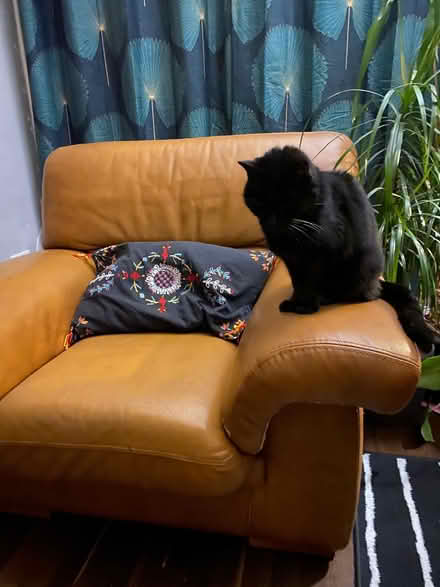 Photo of free Large Leather Armchair (Worcester WR5) #2