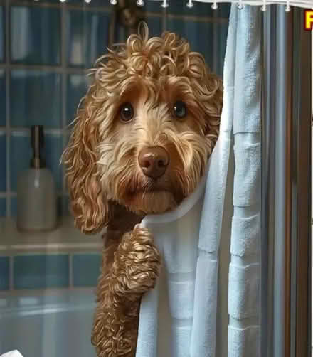 Photo of free Shower curtain (Woodside SE25) #1