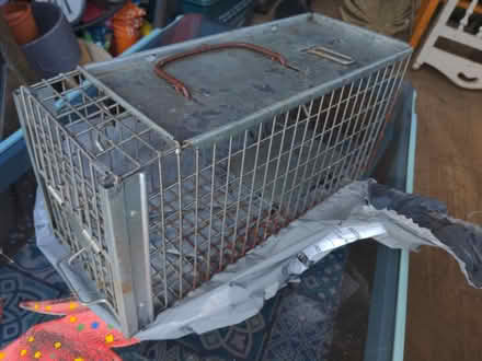 Photo of free Humane rat trap (Syon Lane TW7) #1