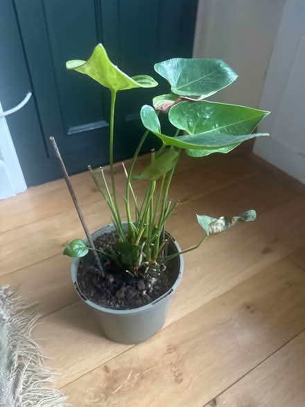 Photo of free Anthurium plant (Haywards Heath) #1
