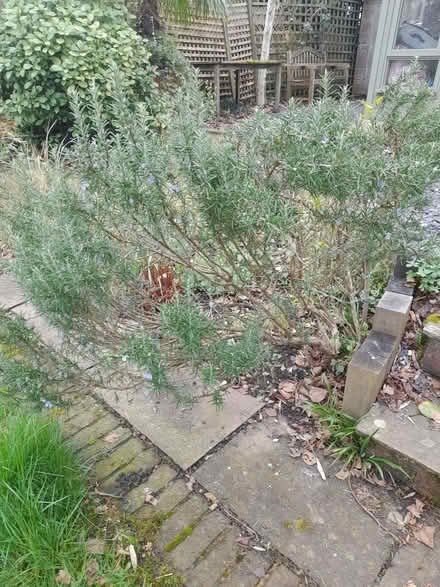 Photo of free Rosemary plant (Southfields SW18) #2