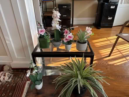 Photo of free Artificial plants (Riverdale, Bronx, New York) #1