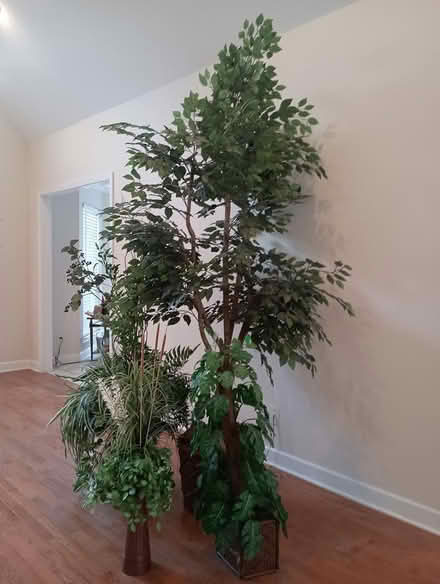 Photo of free Ficus tree and other arrangements (Hixson, TN) #4