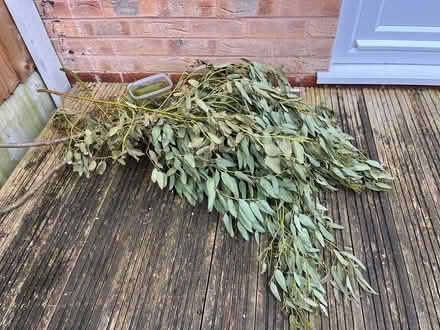 Photo of free Eucalyptus branches (PR2, Preston) #1