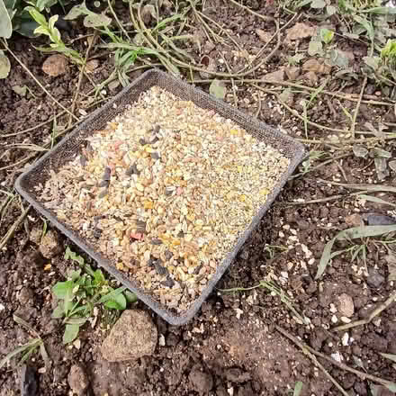 Photo of free Ground feeder for birds (Bradford on Avon BA15) #1