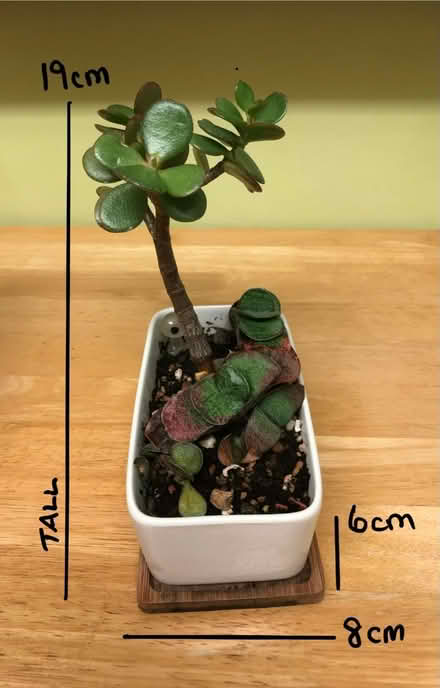 Photo of free Small succulent planter (Cambridge CB1) #1