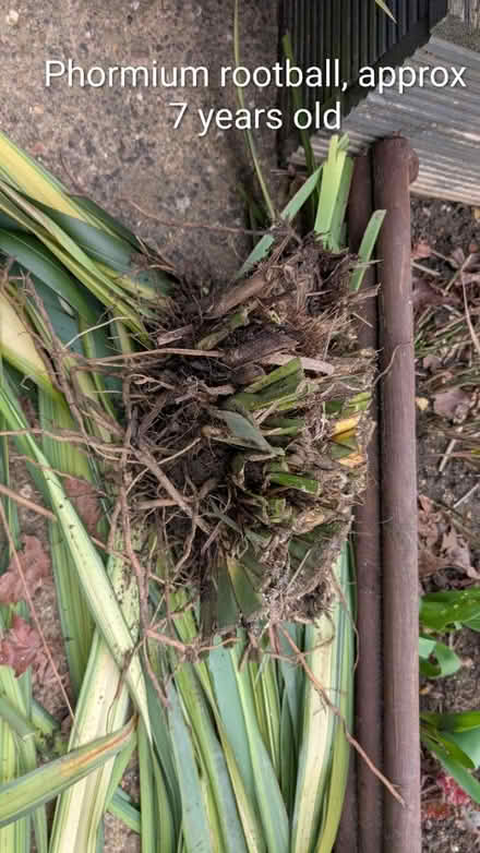 Photo of free Root bulb phormium (Peterborough) #1