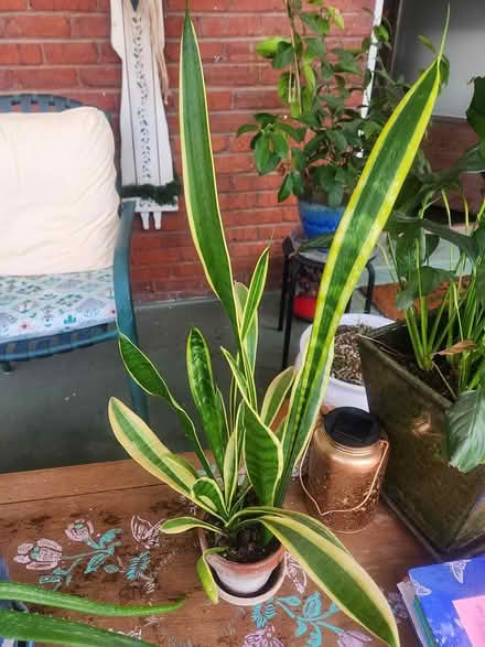 Photo of free House Plants and Garden pots (Danville VA) #2