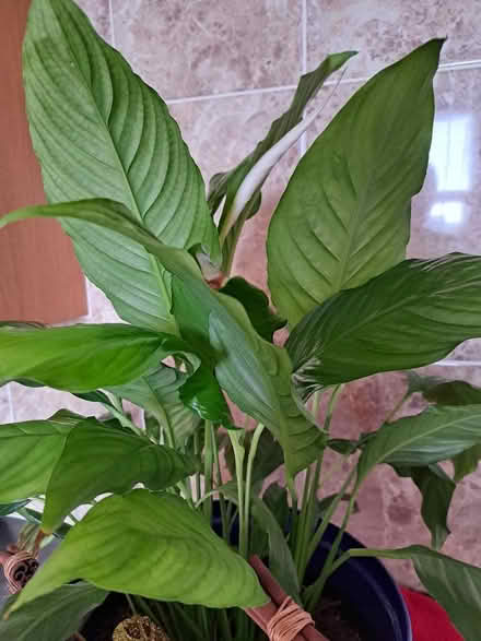 Photo of free Peace Lily Indoor Plant (Southport PR8) #1