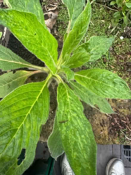 Photo of free Two healthy Echium plants (SE11) #2