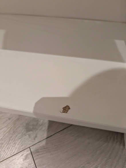 Photo of free Tall bookshelf (Lion Gate TW9) #2