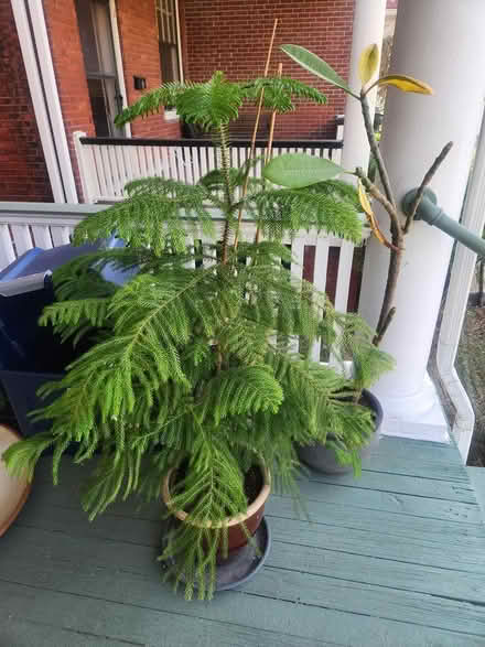 Photo of free House Plants and Garden pots (Danville VA) #4