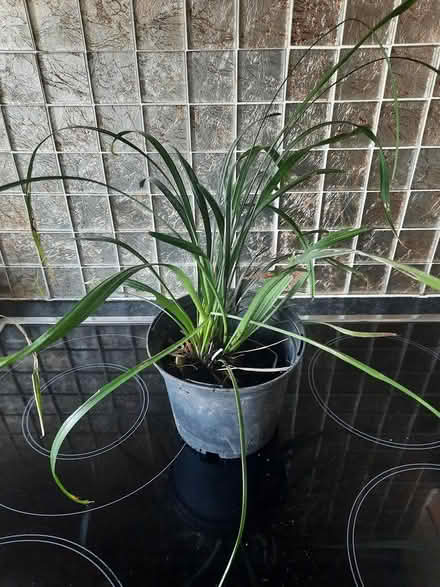 Photo of free Cutting of Lirope (Morden SM4) #2