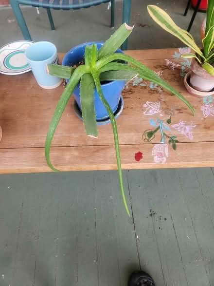 Photo of free House Plants and Garden pots (Danville VA) #3