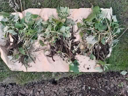 Photo of free Anemone September (Irlam M44) #1