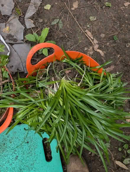 Photo of free Blue belle bulbs (Seven dials Brighton) #1