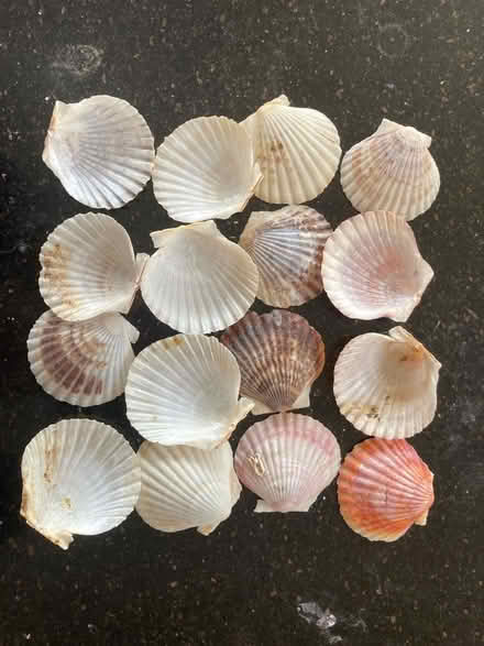 Photo of free Shells x16 (RG8 Pangbourne) #1