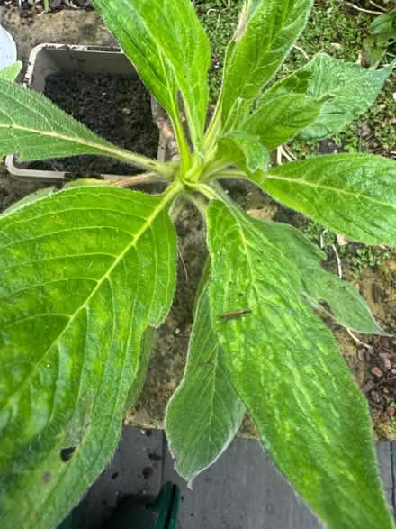Photo of free Two healthy Echium plants (SE11) #1