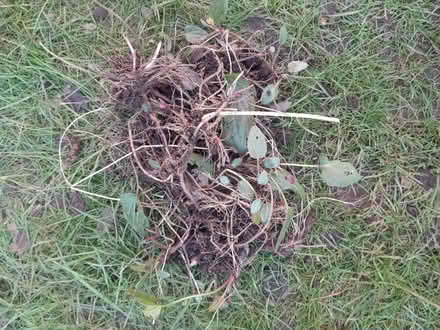 Photo of free Rudbeckia (Irlam M44) #1