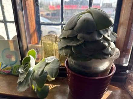 Photo of free Echeveria leaves (Water Eaton MK2) #1