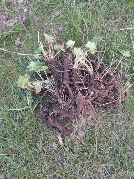 Photo of free Geranium (Irlam M44) #1