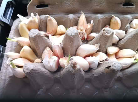 Photo of Garden 🪏 tools (BT10) #3