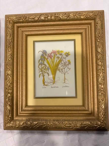 Photo of free Pair of Gold Framed Botanical Art (Belmont, MA) #1