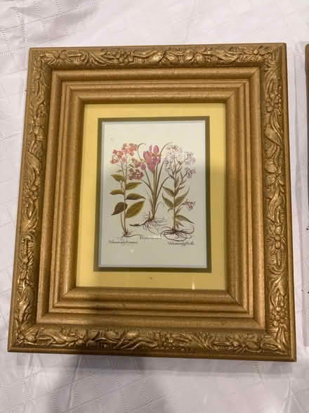 Photo of free Pair of Gold Framed Botanical Art (Belmont, MA) #2