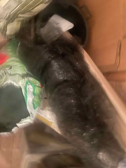 Photo of free Fruit netting, fleece and canes (IP9) #4