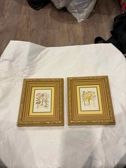 Photo of free Pair of Gold Framed Botanical Art (Belmont, MA) #3