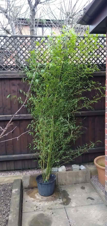 Photo of free bamboo (Morley DE21) #1