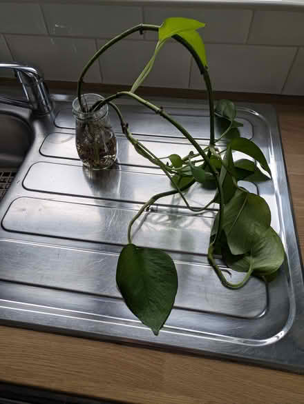 Photo of free Pathos (Manea) #1