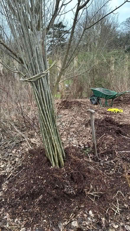 Photo of free Living willow hedge/fencing (Dysart KY1) #1