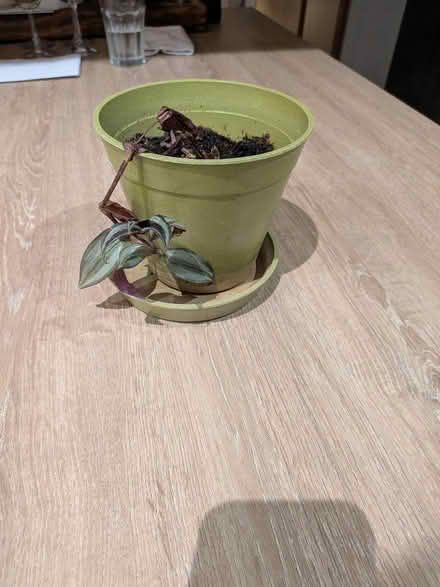 Photo of free House plant (Chippenham SN14) #1