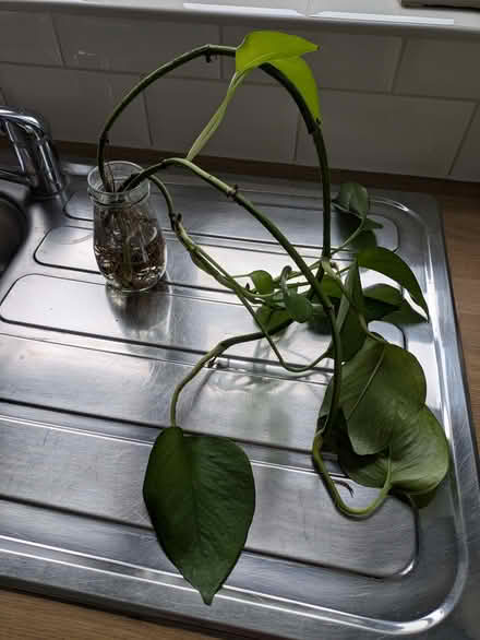 Photo of free Pathos (Manea) #2