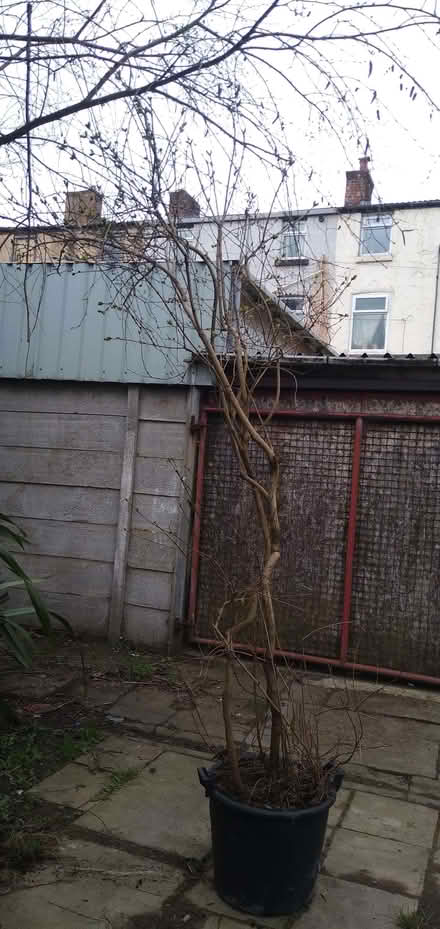 Photo of free Lilac Tree/Bush (South Tranmere CH42) #1