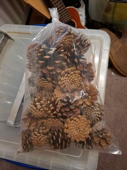 Photo of free Pine cones (Orford WA2) #1