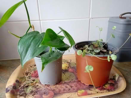 Photo of free Potted house plants (Orton Goldhay) #1