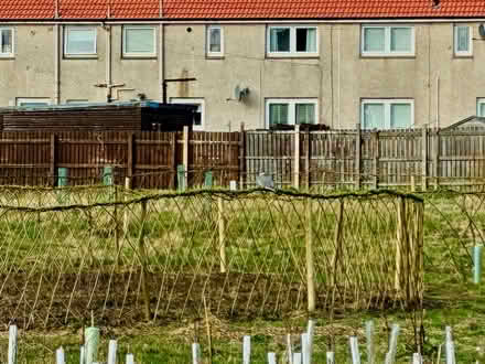 Photo of free Living willow hedge/fencing (Dysart KY1) #2