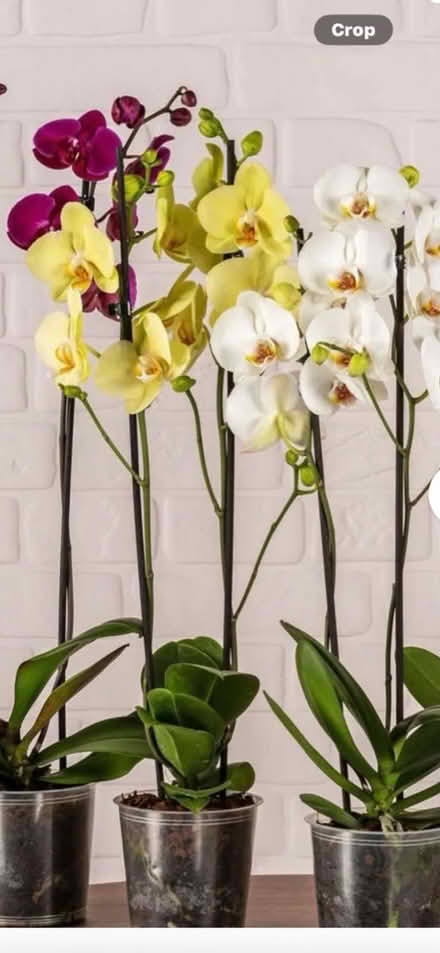 Photo of orchids (Lee on the solent PO13) #1