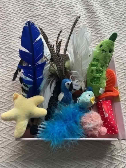 Photo of free Cat toys and brush (Upper East Side) #1