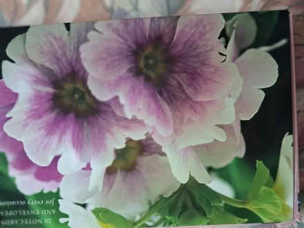 Photo of free 15 blank note cards/envelopes (Styvechale, Coventry) #1