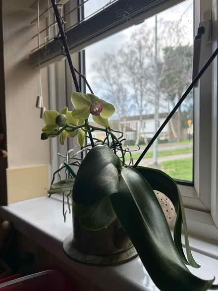 Photo of free Orchid (Hanworth RG12) #2