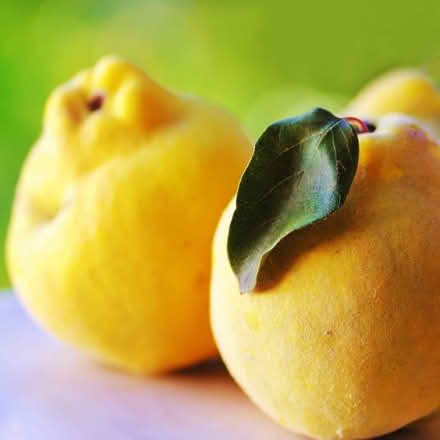 Photo of free Whole quince fruit, 2.5 kg frozen, raw (Kennington SE11) #1