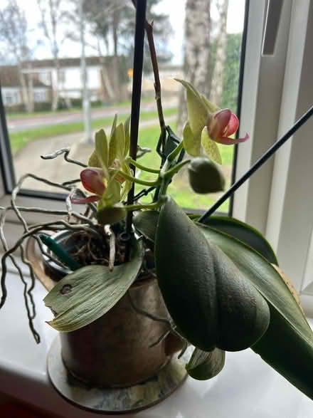 Photo of free Orchid (Hanworth RG12) #1